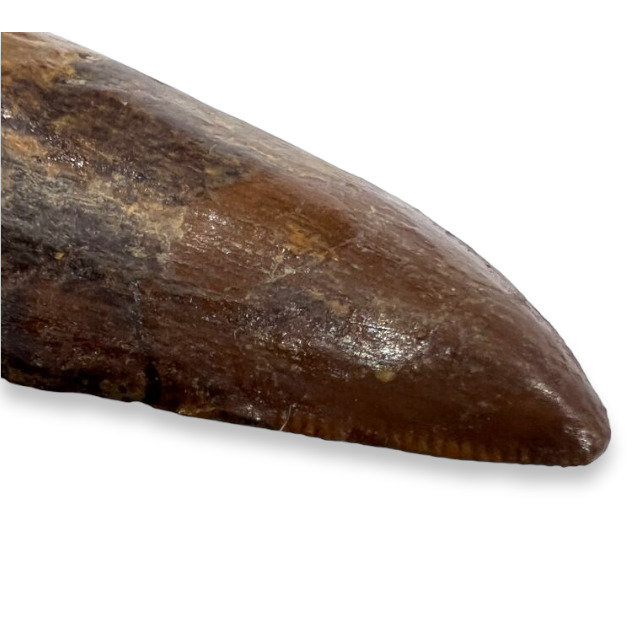 カルカロドントサウルスの歯化石 | クリスタル・ワールド御徒町店