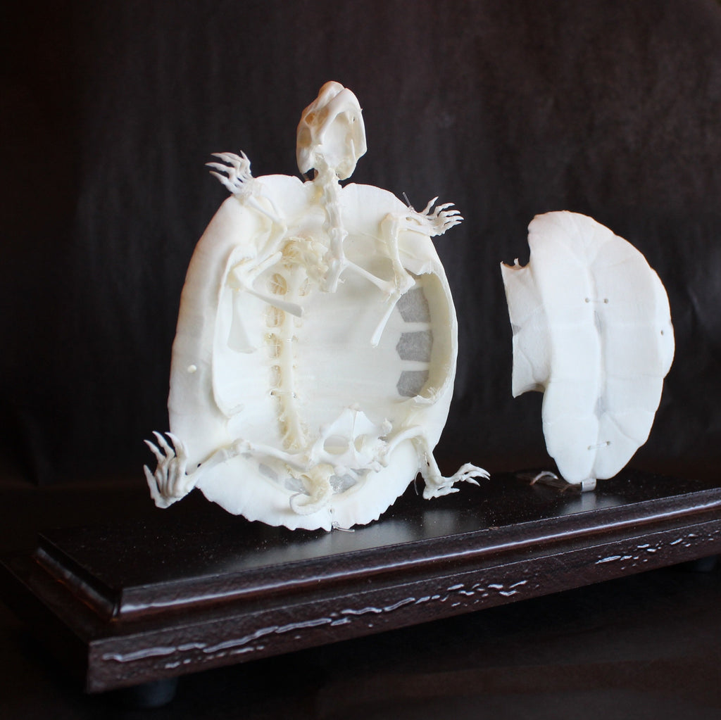 image_4b5a85ab-e395-46ce-a568-