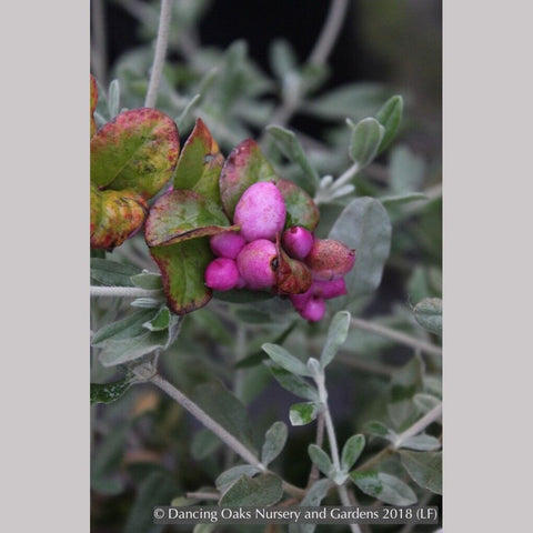 Symphoricarpos x doorenbossii 'Magic Berry', Magic Berry