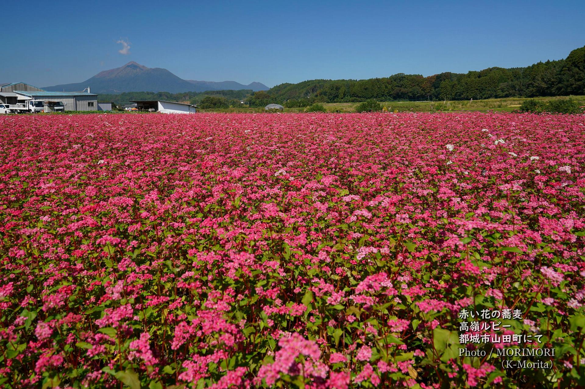 都城市山田町で「赤ソバ」赤い蕎麦の花の咲く「高嶺ルビー」 | 日々