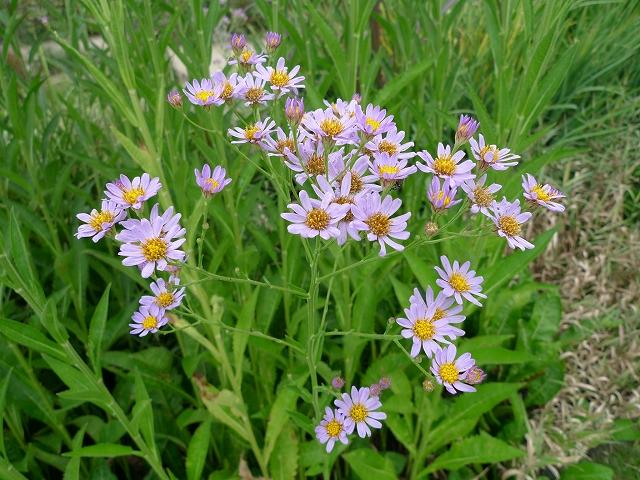 花の見どころ｜安城産業文化公園デンパーク