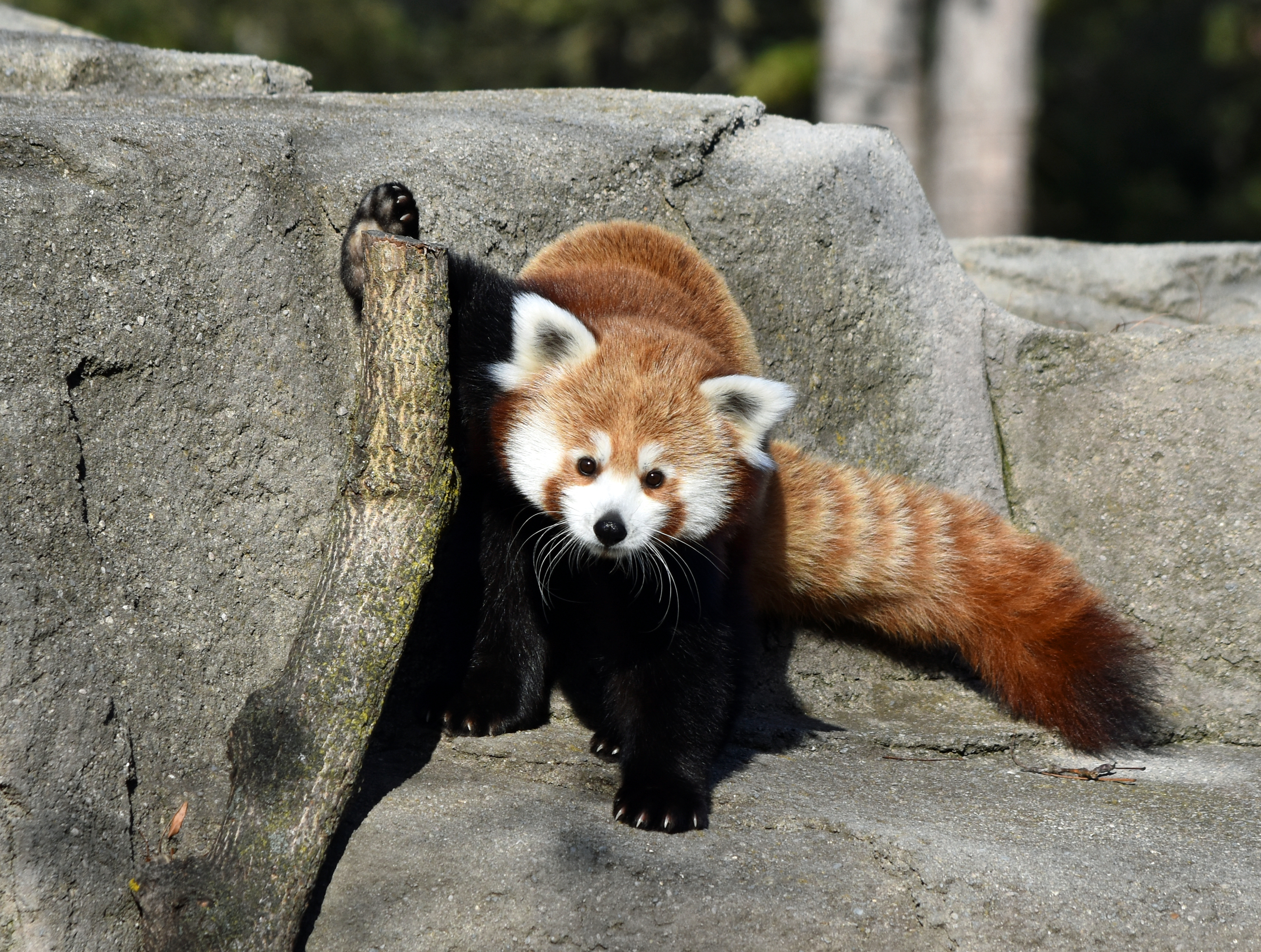 Meet the Newest Red Panda at the Detroit Zoo! | Detroit Zoological