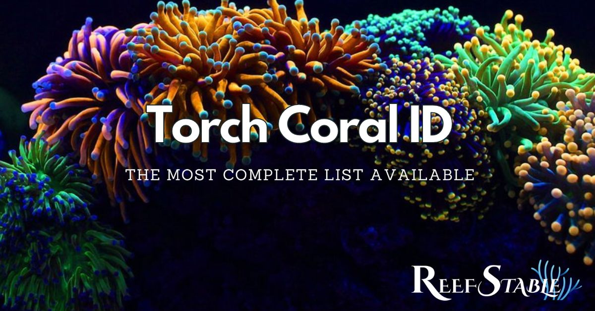 Saltwater Fish Tanks Made Simple