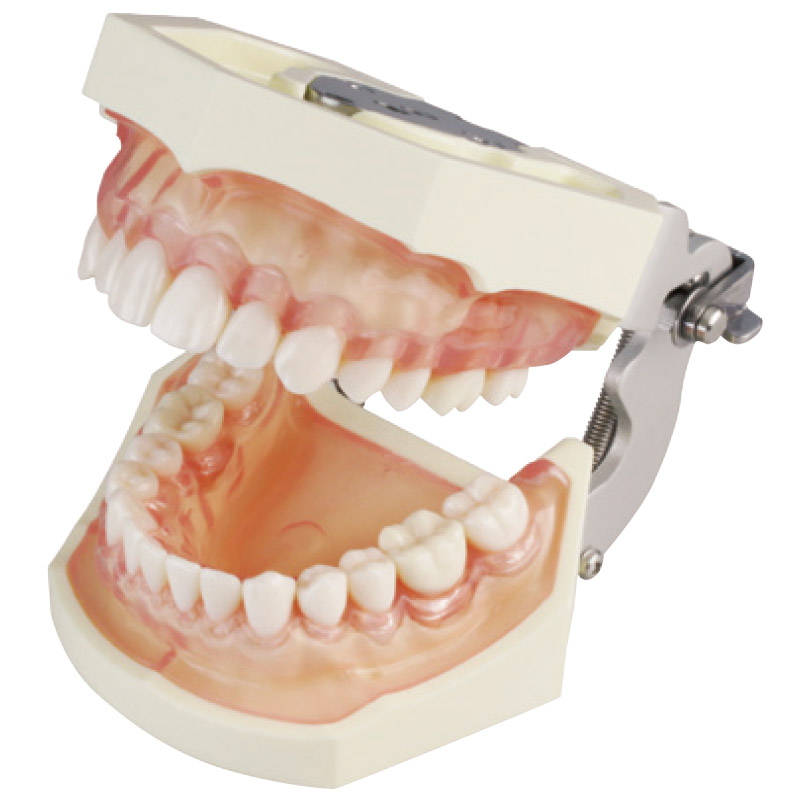 SRP用顎模型 [ニッシン]の通販 | Ciモール | Ciモール