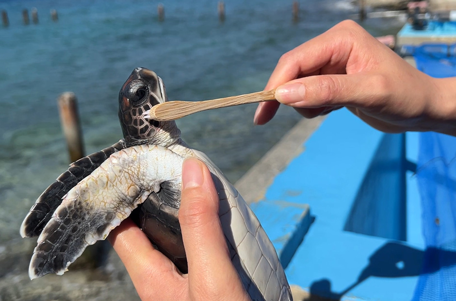 ウミガメの「甲羅磨き」が気になる！（基金はこう使われました） | GO