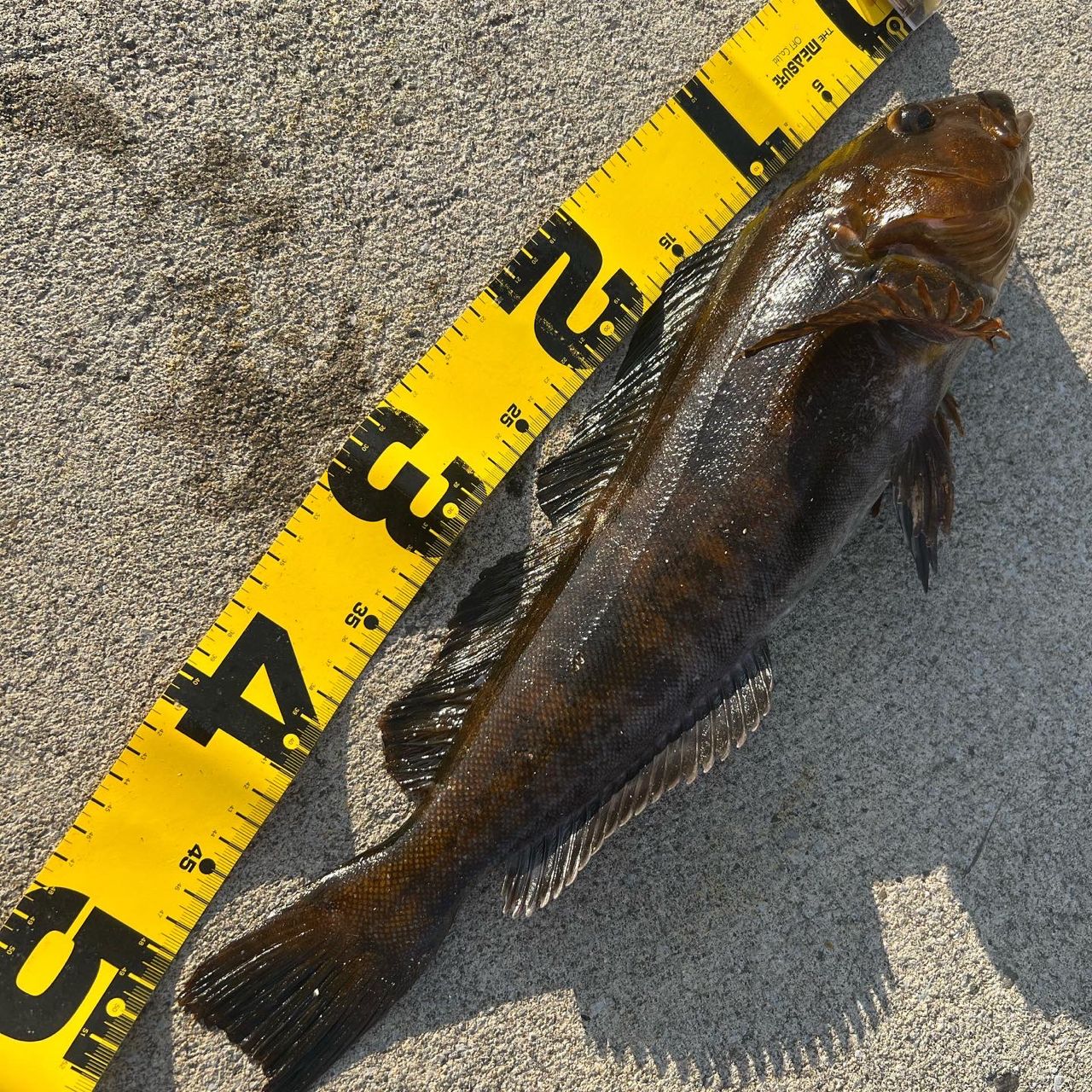 SHIMANO 19ハードロッカー BB S92MHの最安値・インプレ・釣果 | 本音の