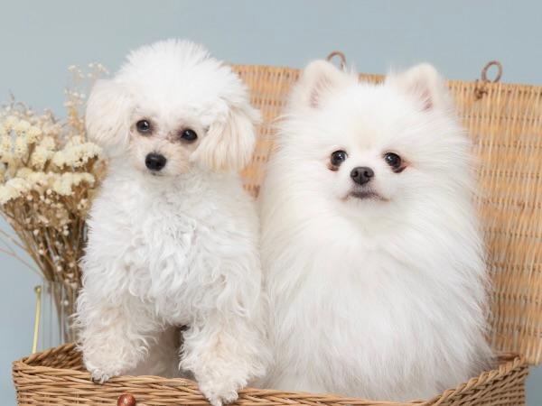 愛犬の“今”をとじこめた一枚を、プロの手で。犬専門写真館の撮影体験