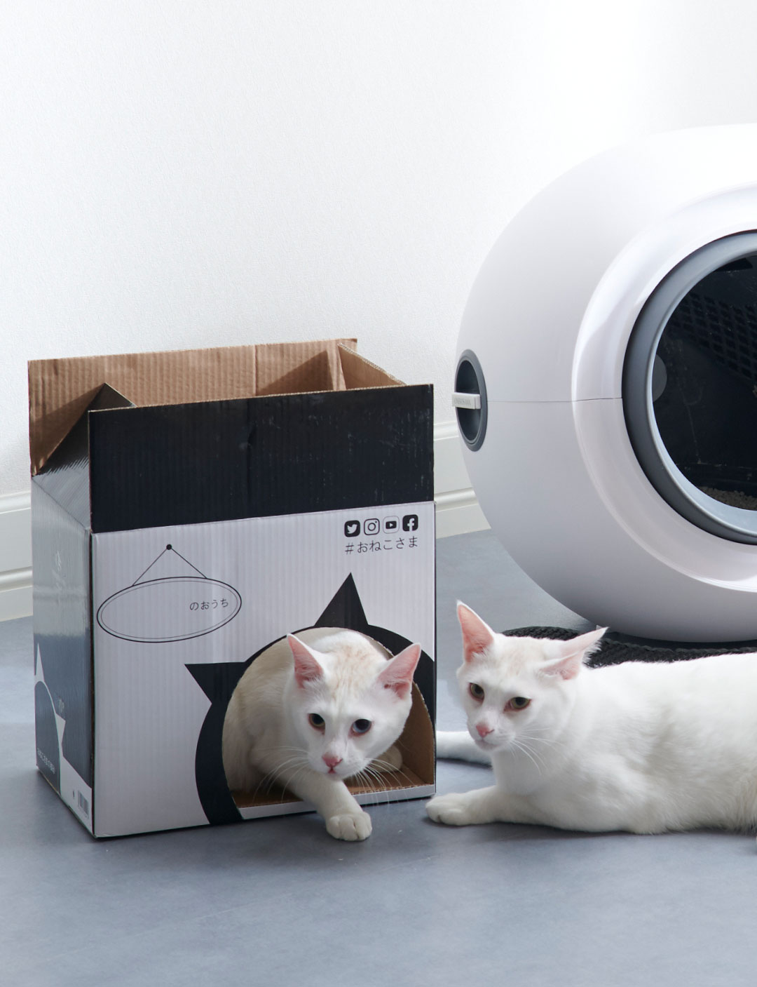 おねこさまの御砂 6L×1箱 | ONEKOSAMA OINUSAMA