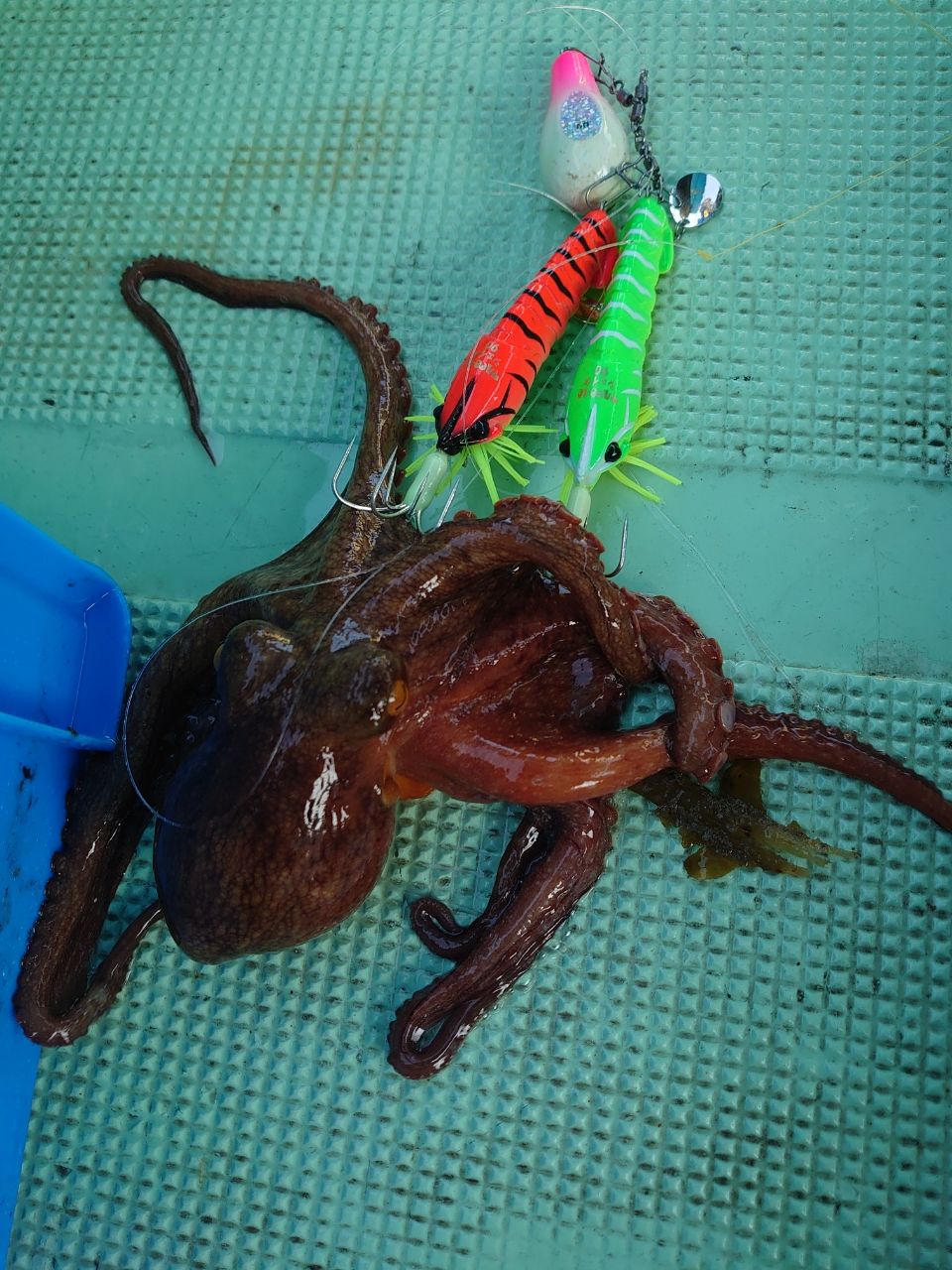 Megabass エイトポッド 8P-FUNE 178-2の最安値・インプレ・釣果 | 本音