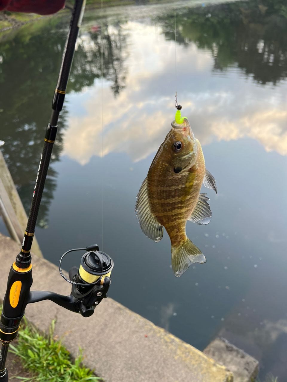 AbuGarcia ソルティスタイル カラーズ STCS-554LS-AYの最安値