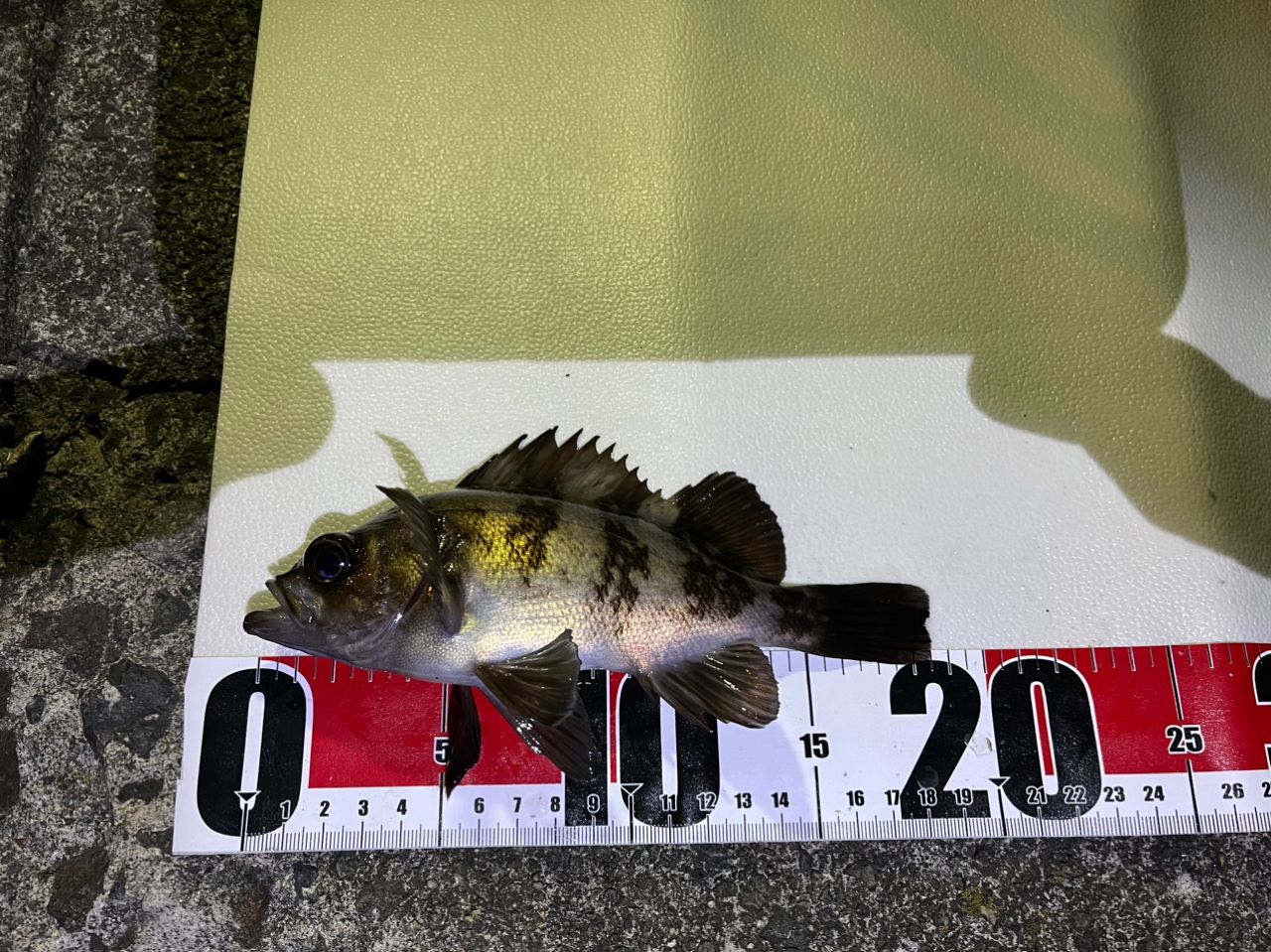 OLYMPIC フィネッツァ UX GFINUS-752L-Sの最安値・インプレ・釣果