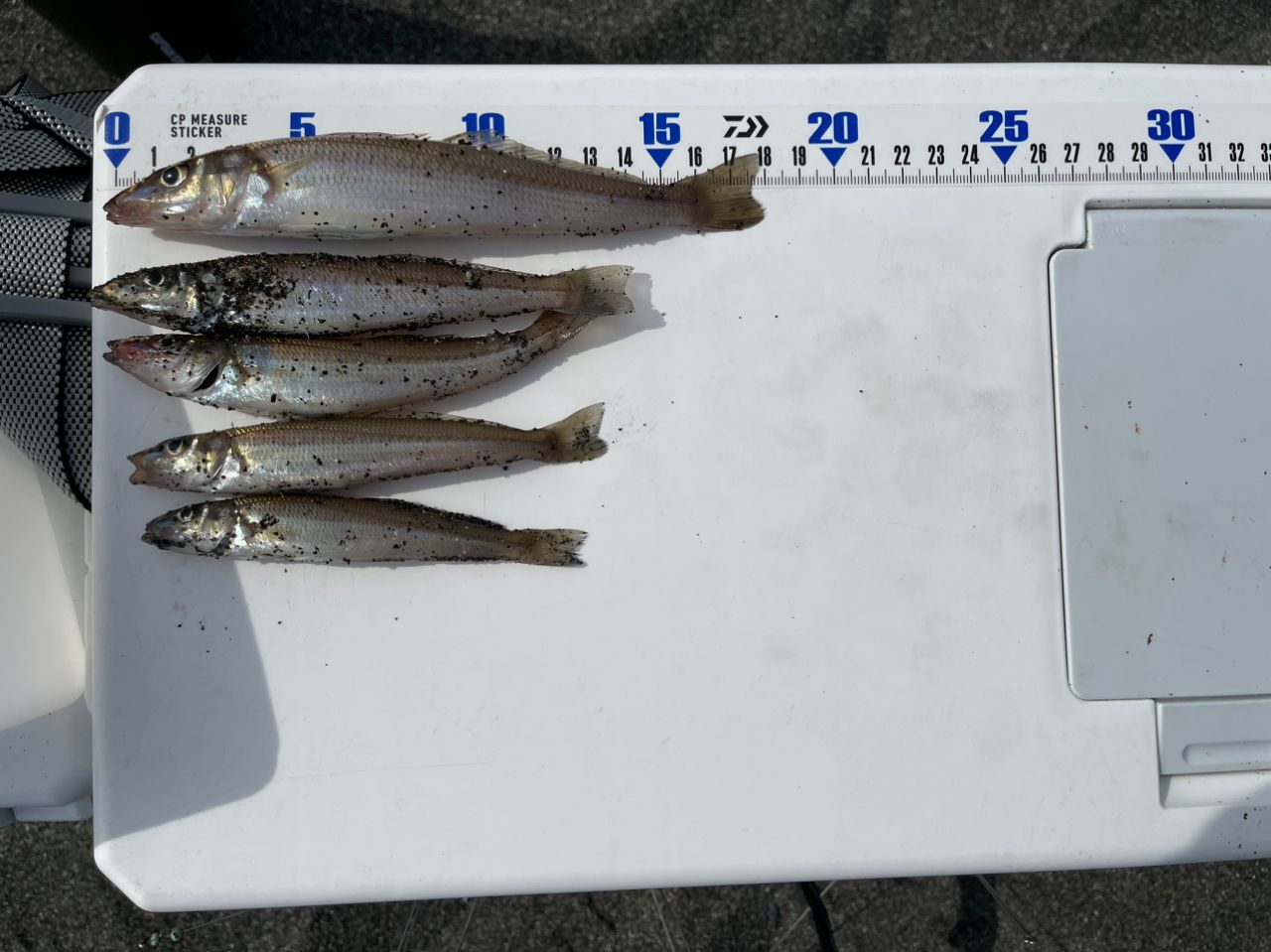 DAIWA 20サンダウナー コンペティション プロトギア 33号-405S・Rの最