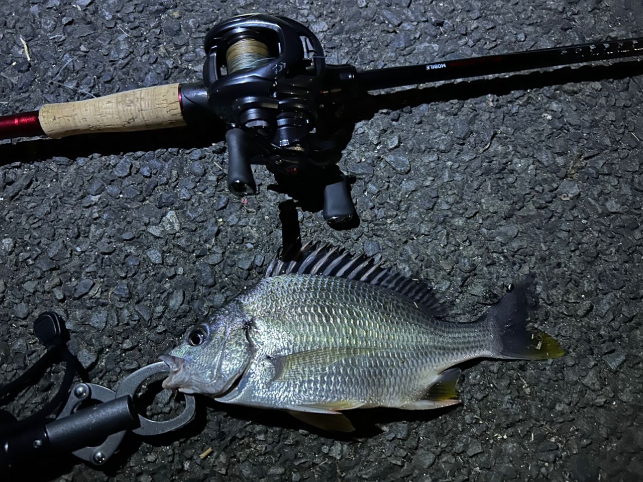 DAIWA 20ブレイゾン モバイル 666TMBの最安値・インプレ・釣果 | 本音