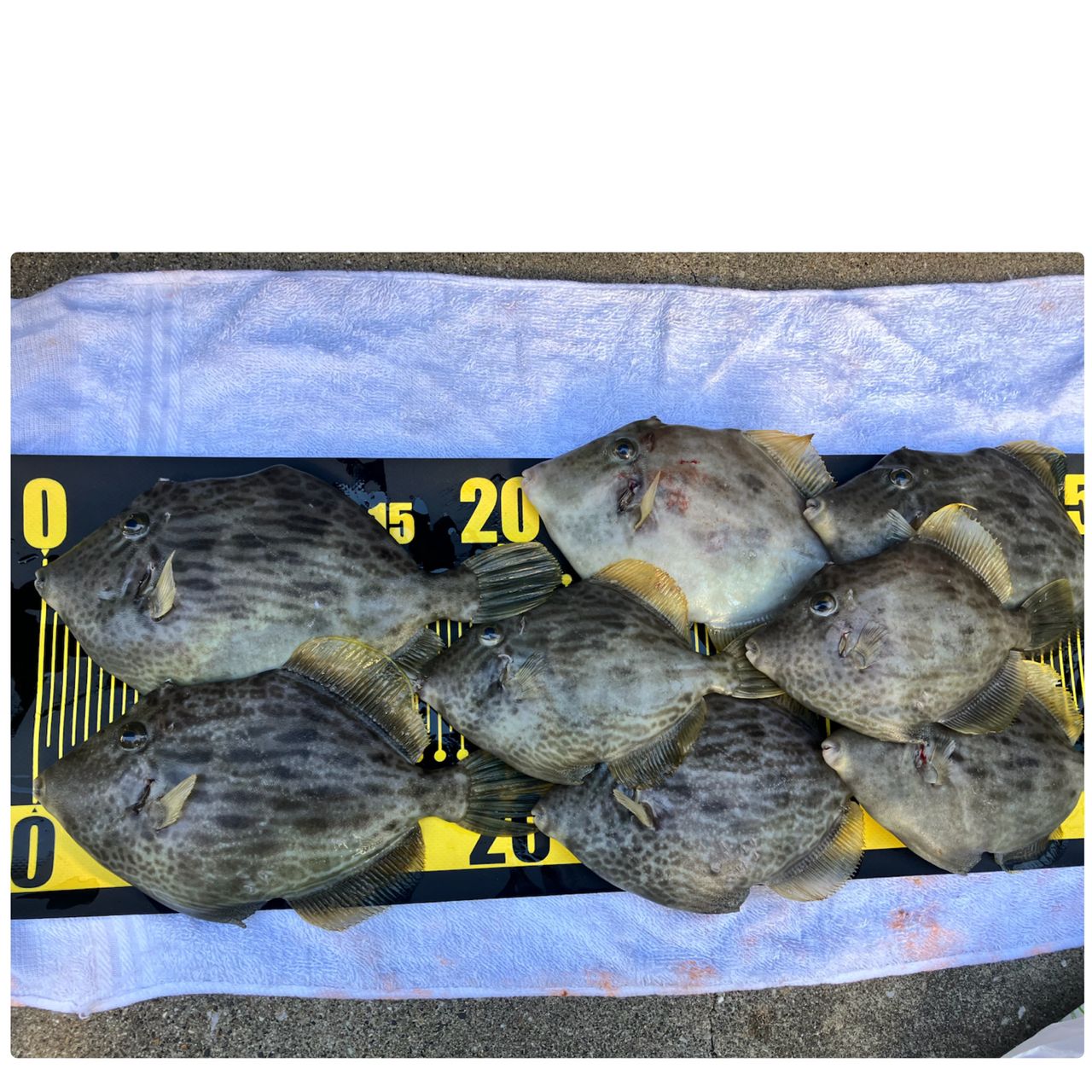 NISSIN 極技 カワハギ メタルソリッドの最安値・インプレ・釣果 | 本音