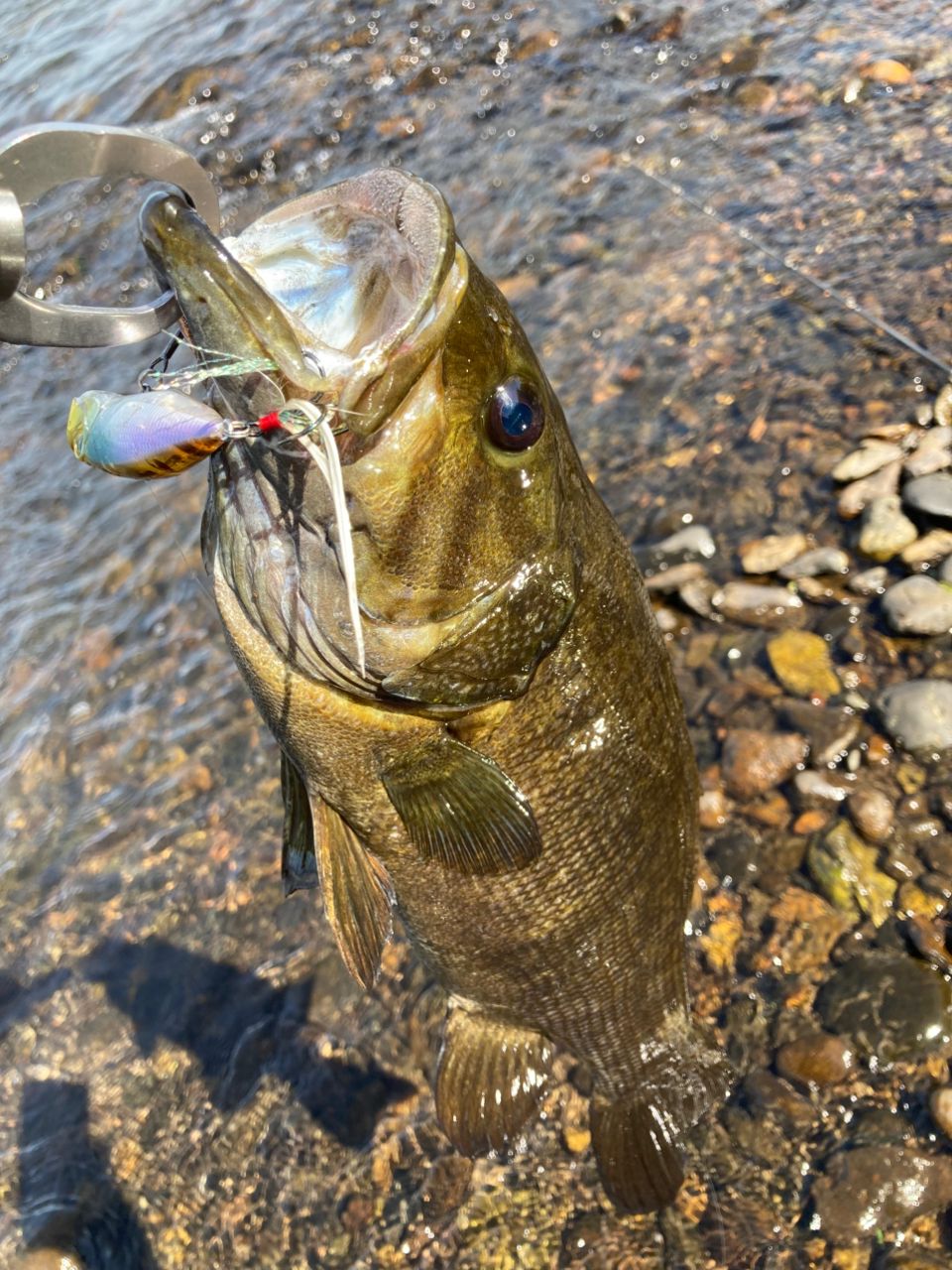 Megabass レヴァンテ JP F4-68LV 2Pの最安値・インプレ・釣果 | 本音の