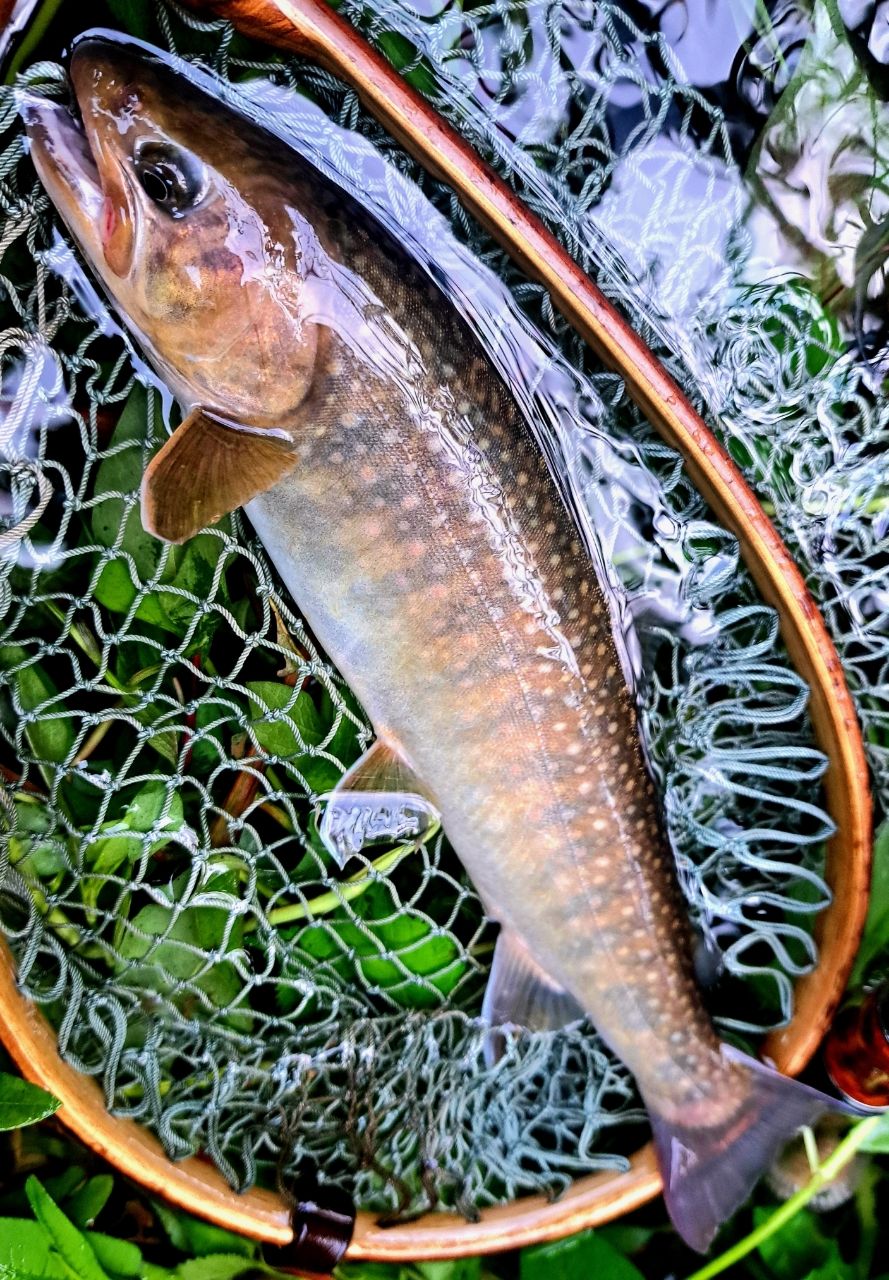 TENRYU レイズ スペクトラ RZS53LMLの最安値・インプレ・釣果 | 本音の