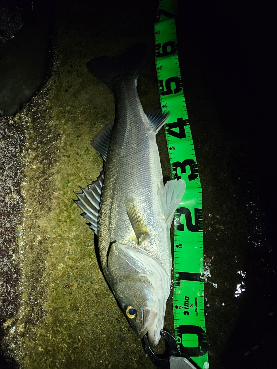 GCRAFT セブンセンスTR ミッドウォーター MWS-972-TRの最安値