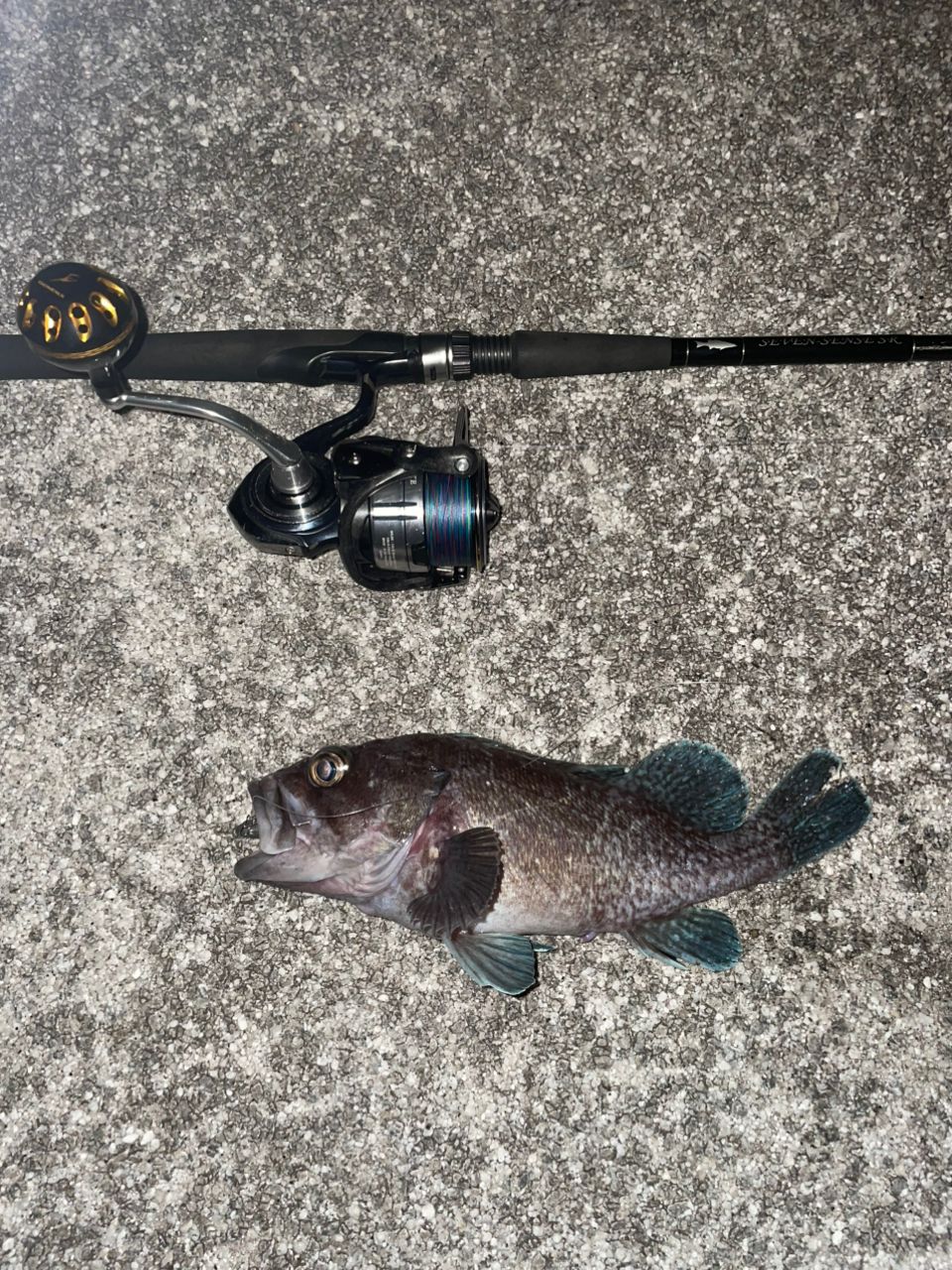 GCRAFT セブンセンスSR ミッドナイトモンスター MMS-982-SRの最安値