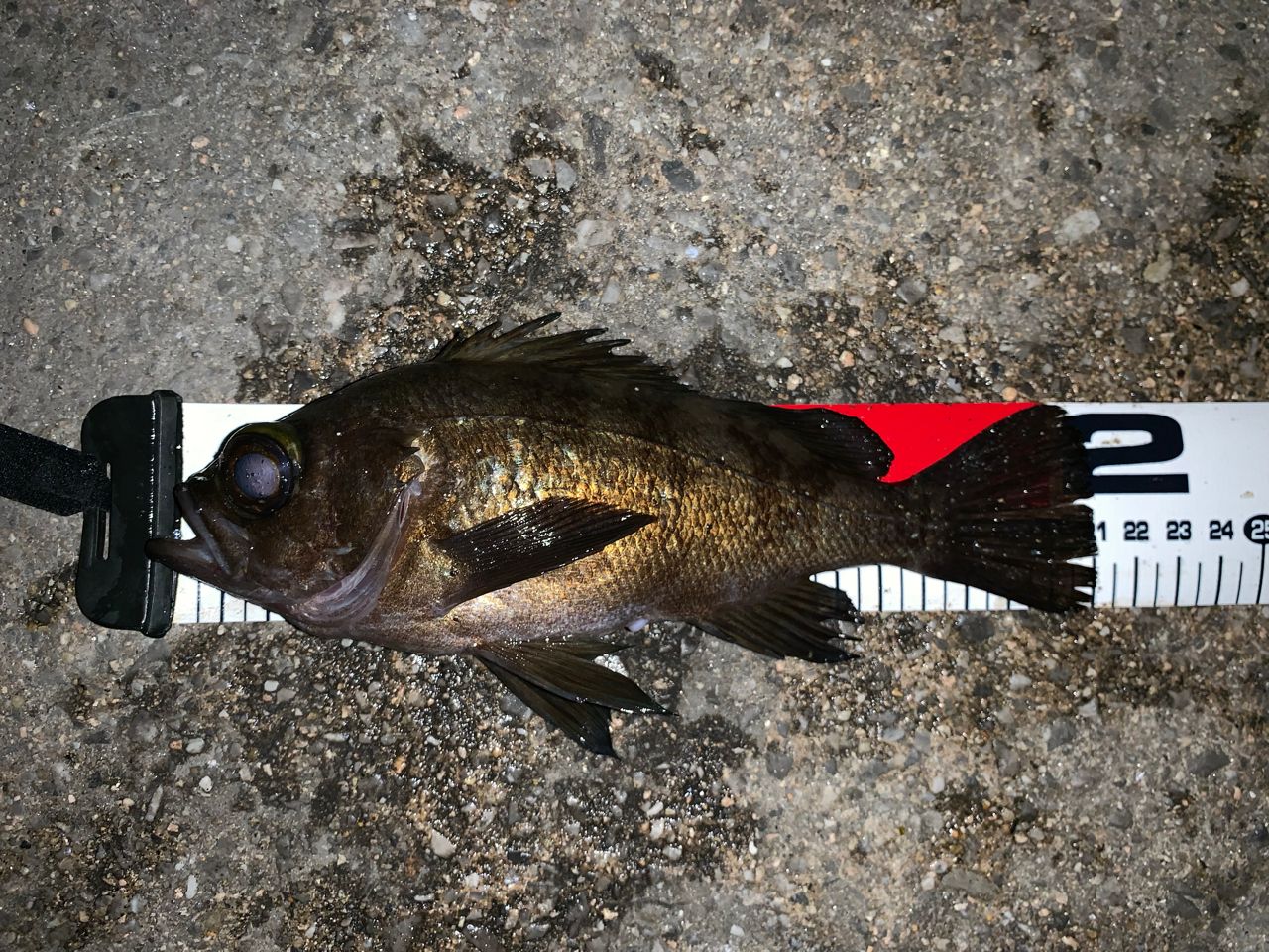 AbuGarcia ソルティーステージ KR-Xメバルカスタム SXMS-832LT-KRの最