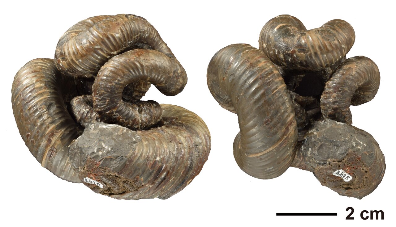 世界で一番ヘンテコなアンモナイト「ニッポニテス」の形に隠された意外