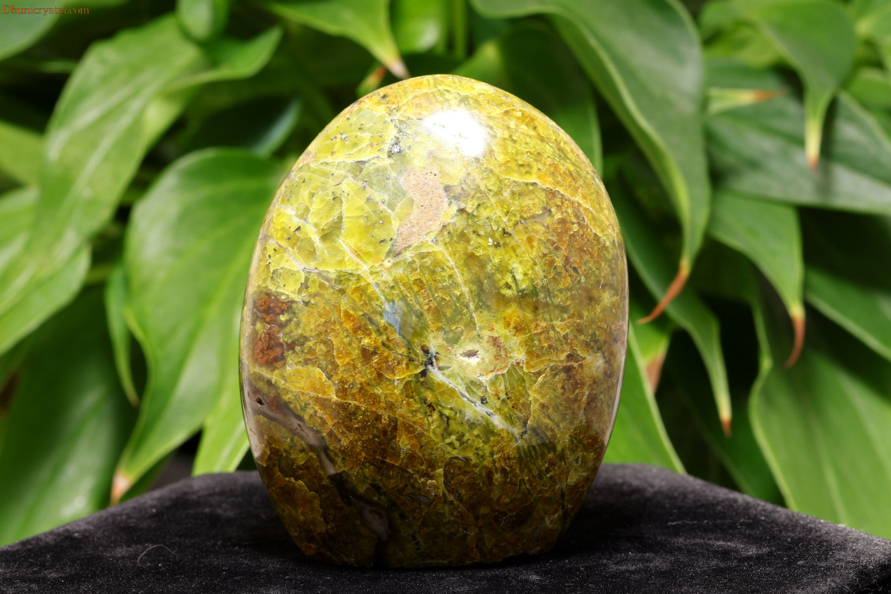 サーペンティン(W422)