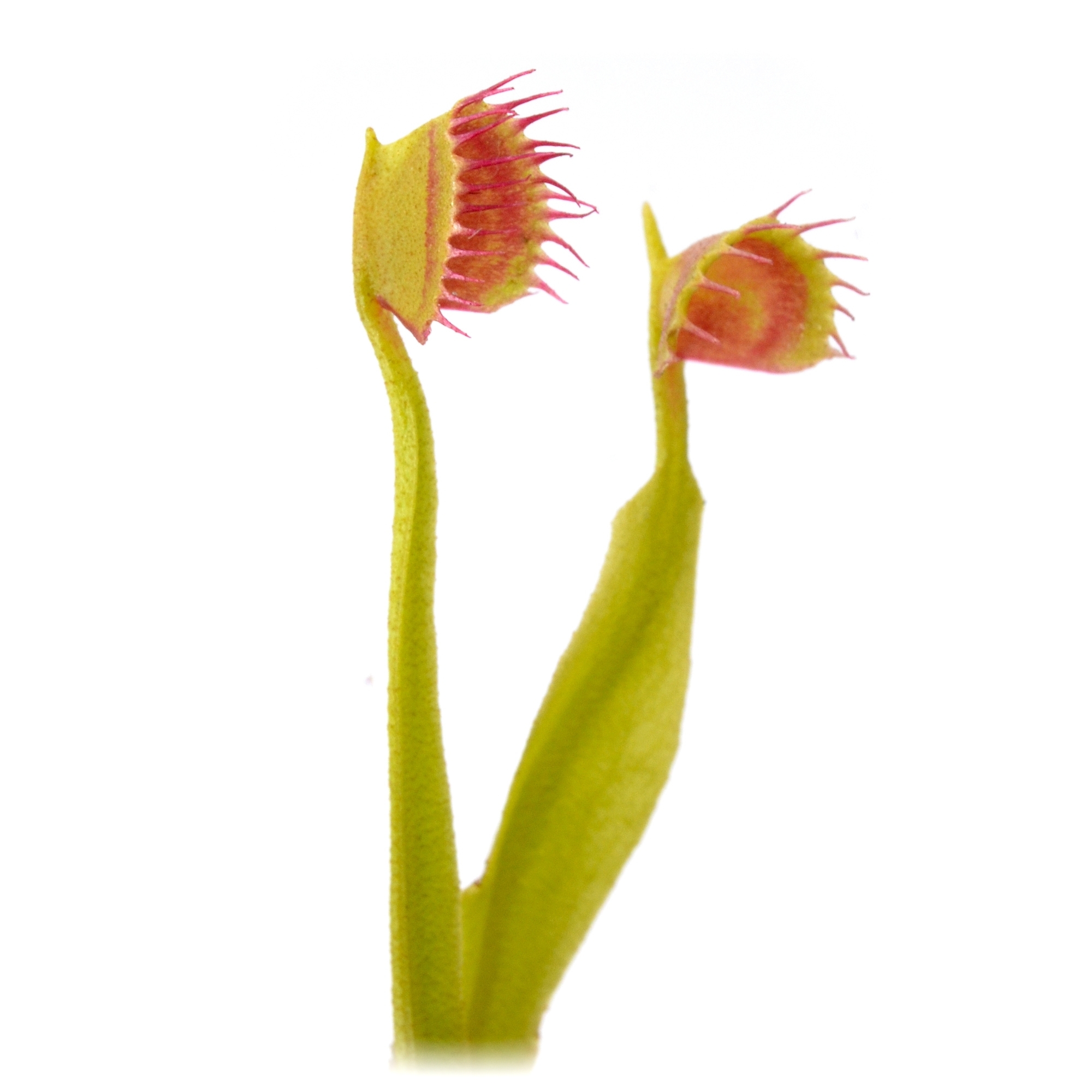 Dionaea muscipula 