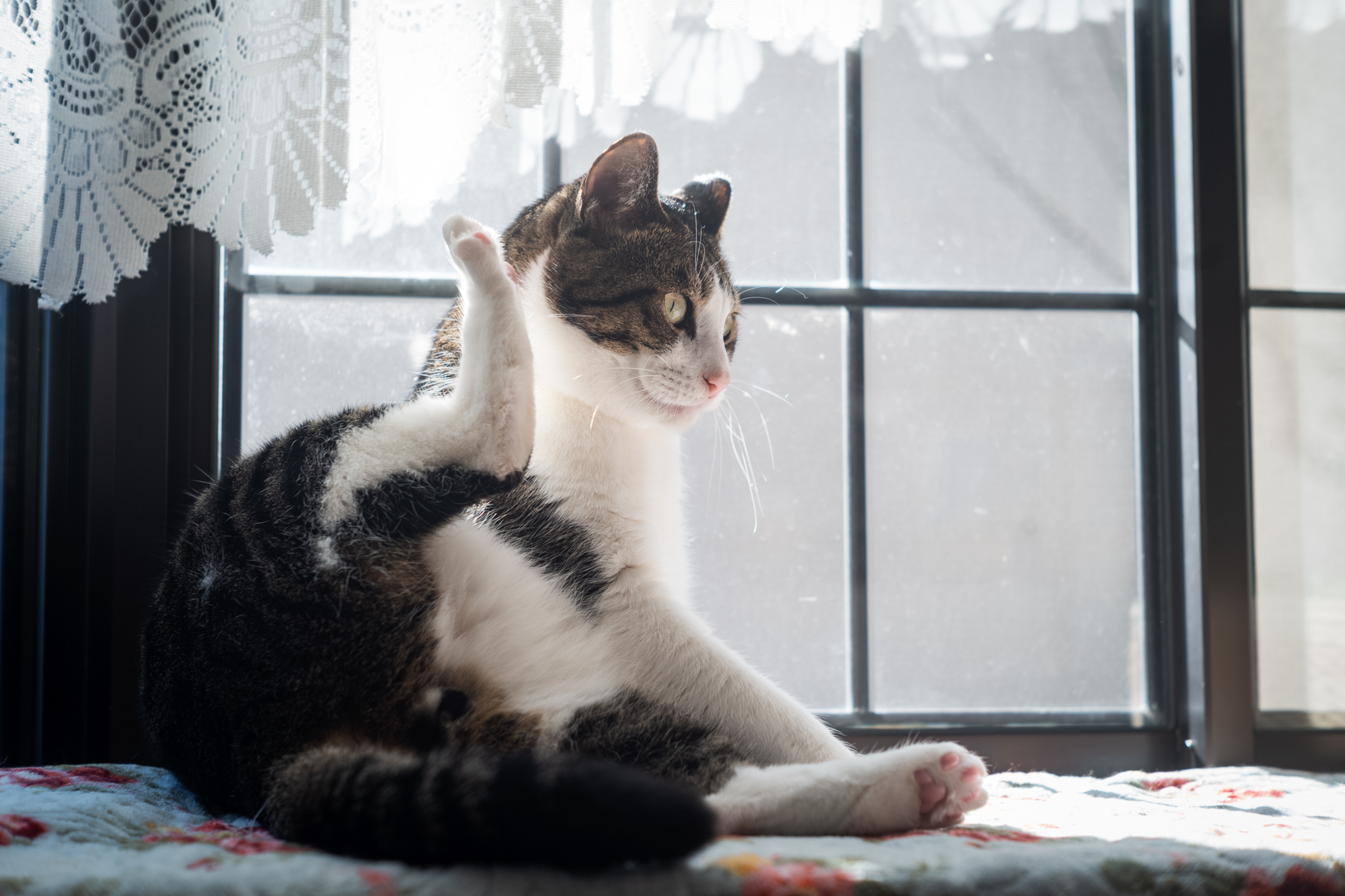 Nikon NIKKOR – H・C 5cm F2 ◇レビュー◇ | デジタル試しうち