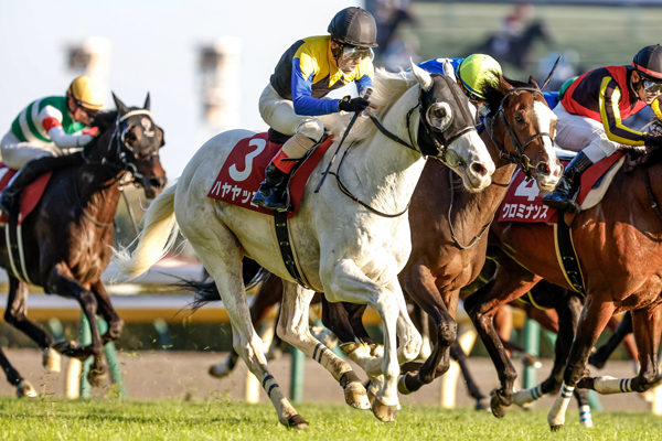 アルゼンチン共和国杯2024結果情報】ハヤヤッコが大外から差し切り重賞