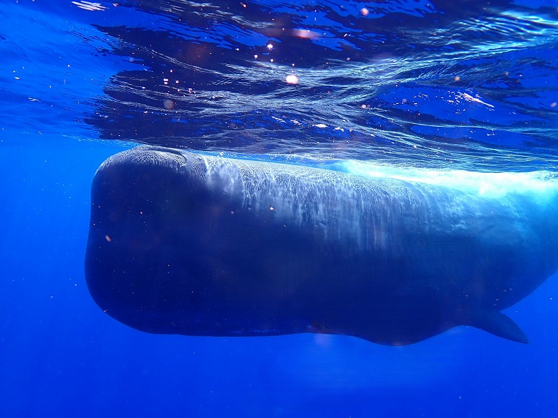 マッコウクジラ | PSC Divingへようお越しやす～