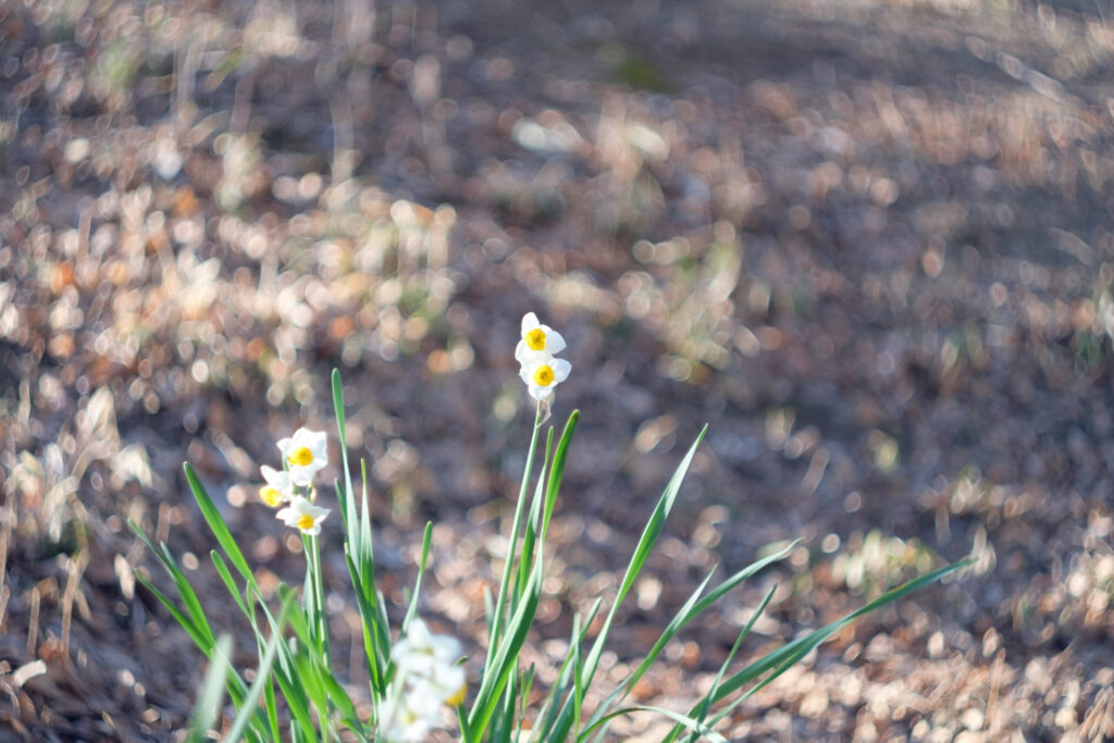 Helios 44-2 58mm F2【オールドレンズ / 作例】