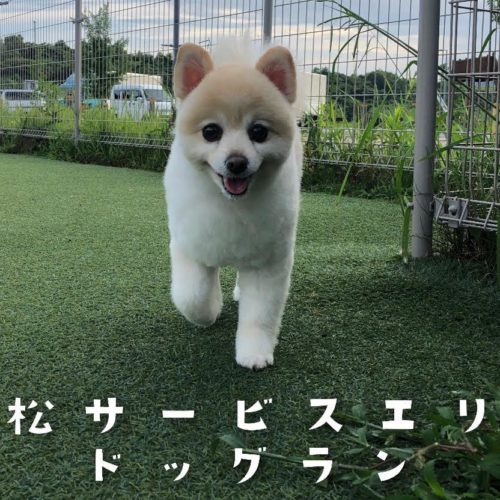 下道からでも行ける浜松SA(上り)ドッグラン| 浜松市のトリミング