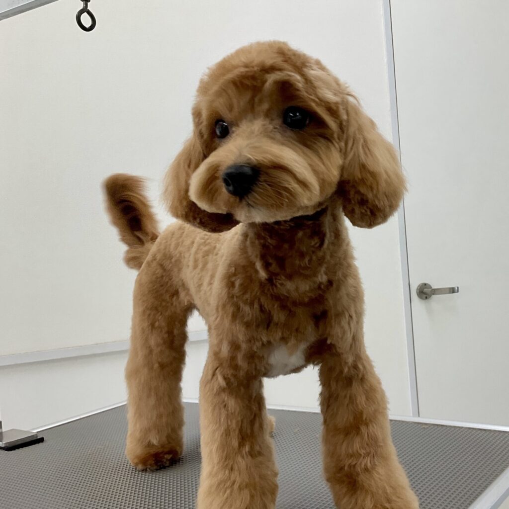 ななちゃん | ドッグケアハウス