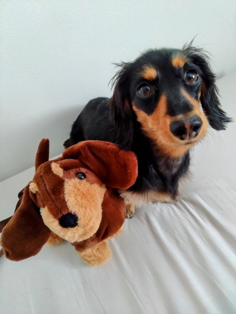 少数再販】ダックスフンド ぬいぐるみショルダーバッグ