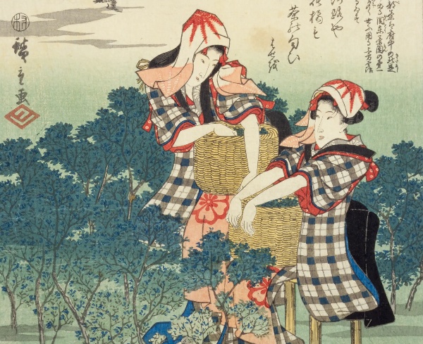 富貴の花・牡丹 | NDLイメージバンク | 電子展示会