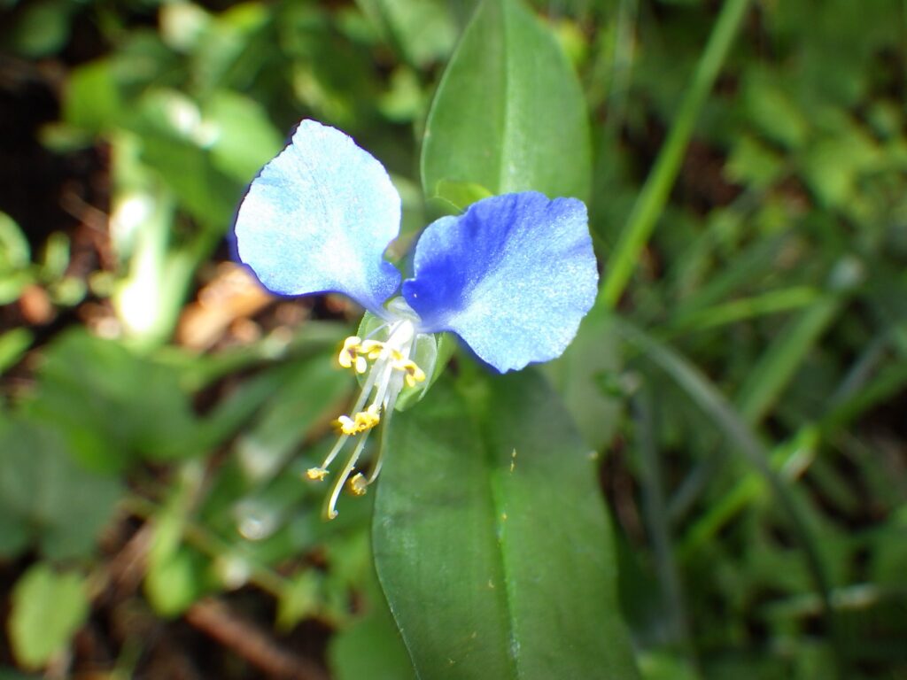 種子植物図鑑 #091】ツユクサ科の種類は？写真一覧 | Ecological Notes Web