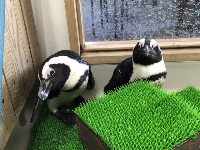 ペンギンの飼育と水族館での様子～掃除編～ | すさみ町立エビとカニの