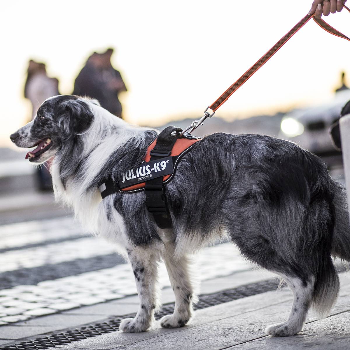 Julius-K9 ユリウスケーナイン】スーパーグリップリード 120cm 幅14mm/20mm