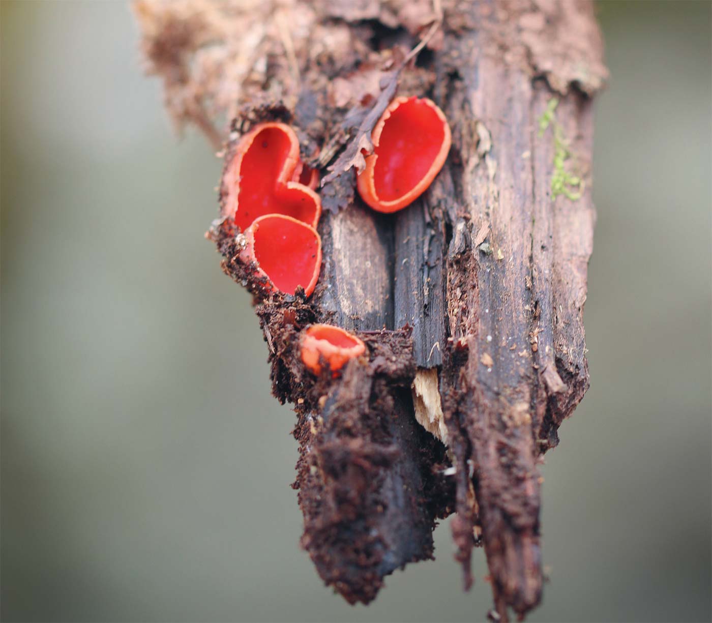 Foraging Forest Delights
