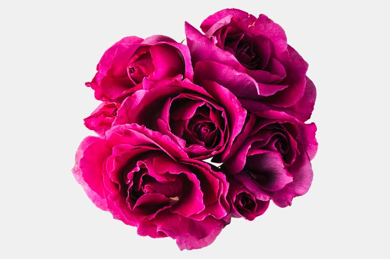 食用バラB品 [ 卸販売限定商品 ]ドラマチックレイン | EDIBLE GARDEN