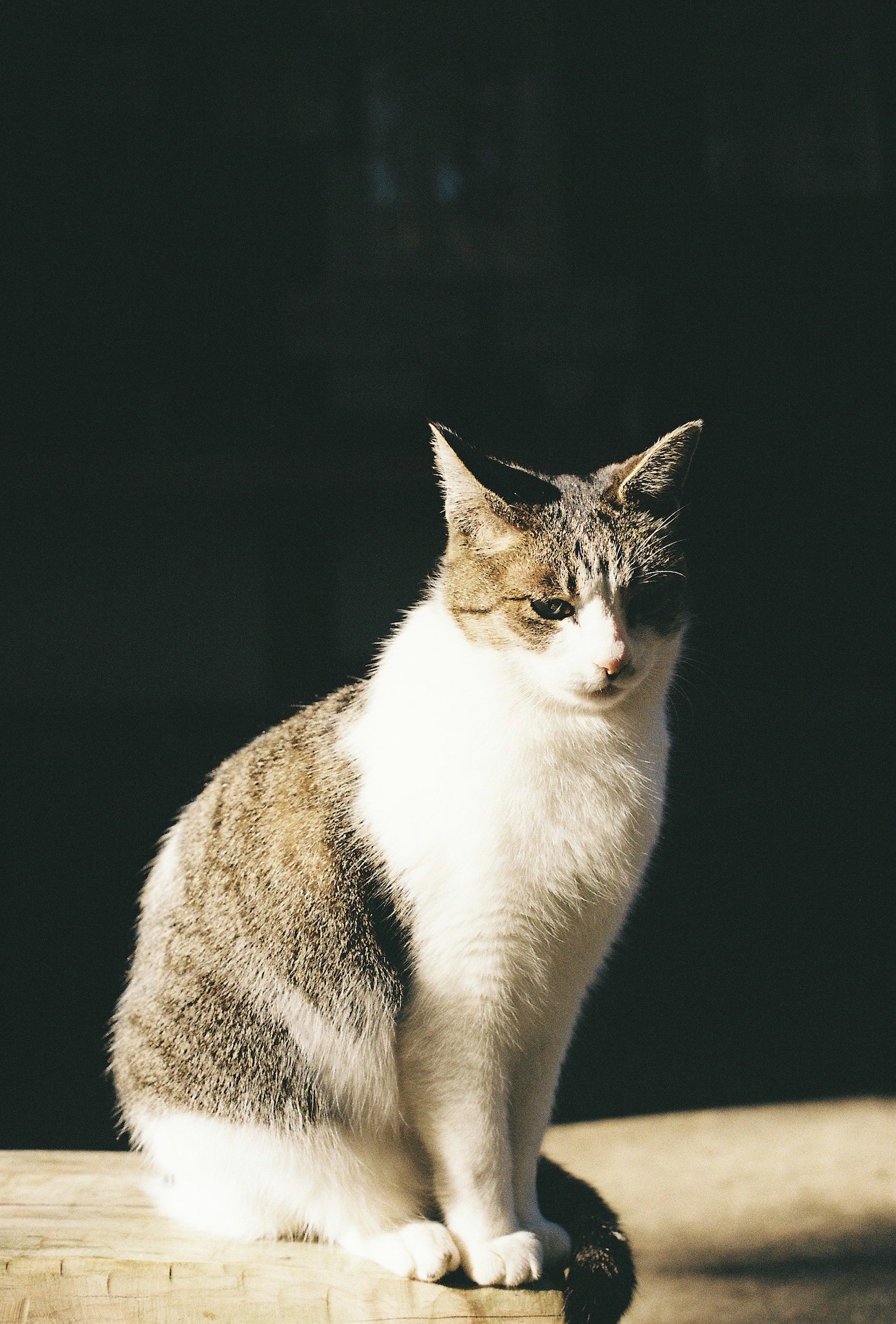 作例レビュー】Nikon NewFM2 #わたしのカメラ vol.178｜ニコンのカメラ