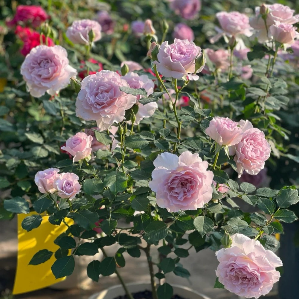 New Wave Rose-新浪潮｜Japanese Shrub Rose – Ergongzy Roses