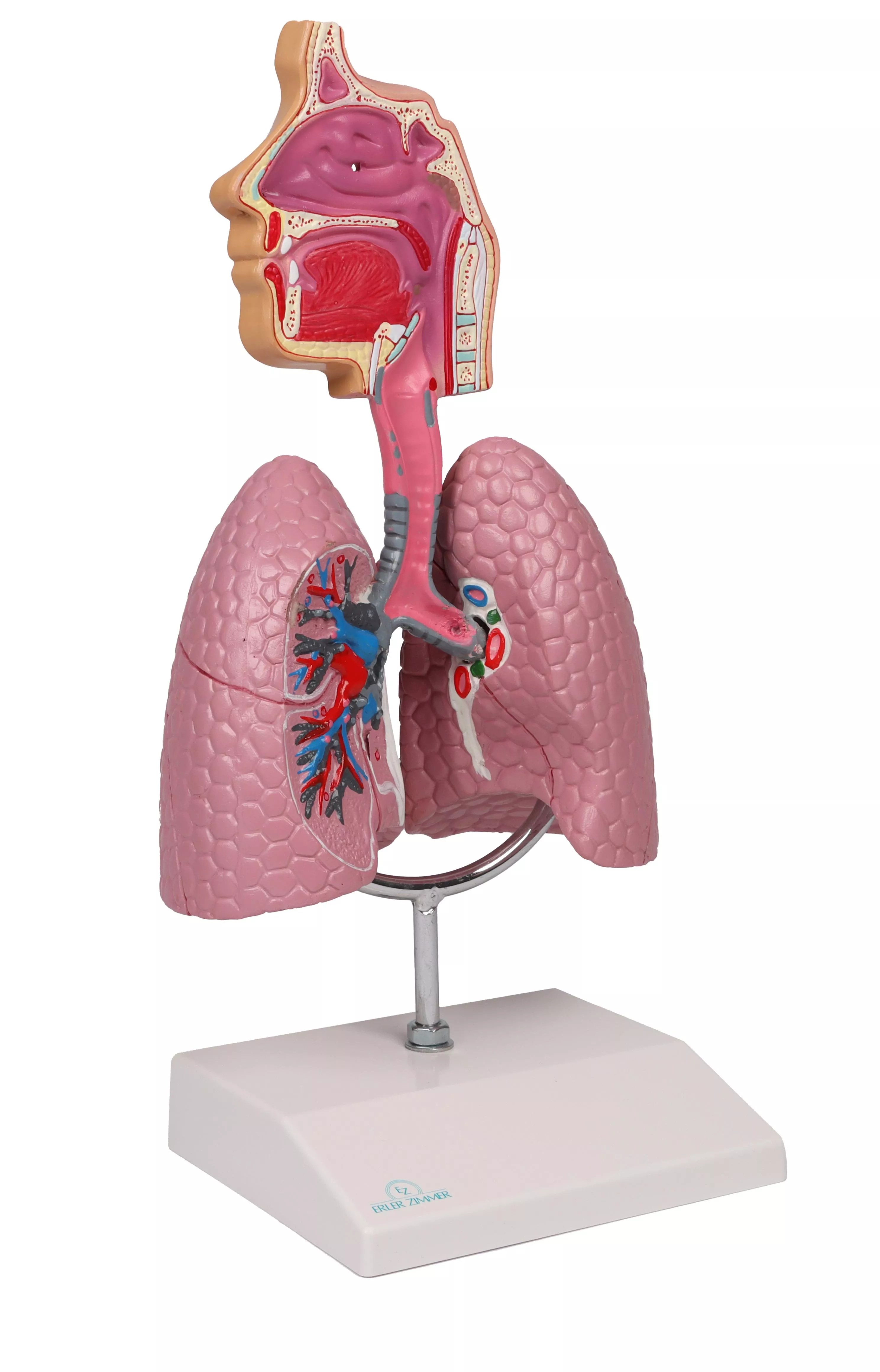 Human Respiratory System - EZ Augmented Anatomy | G216