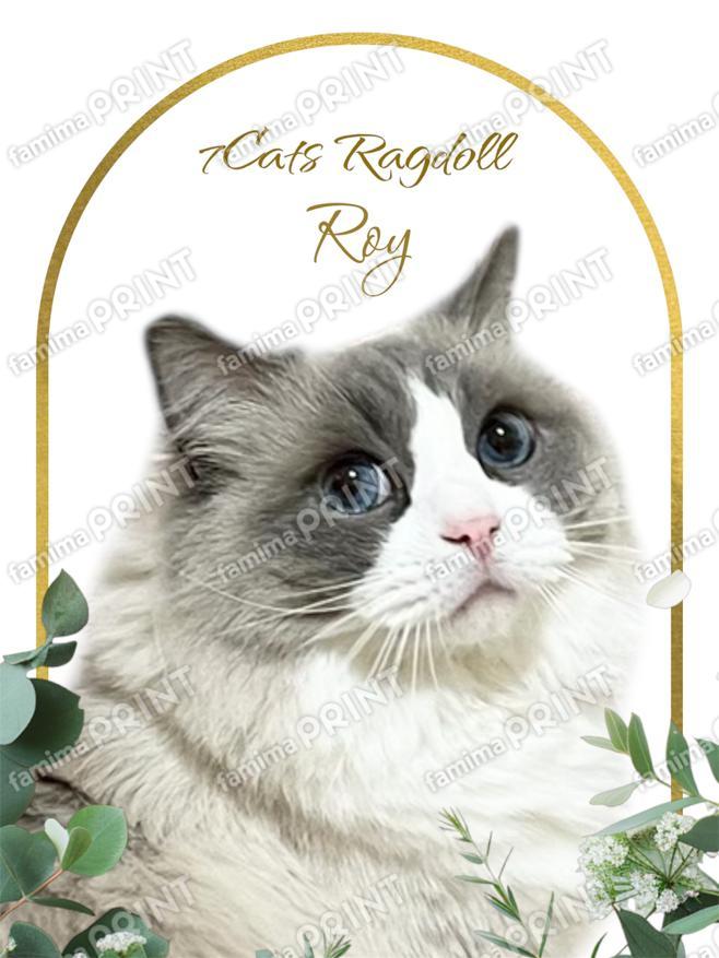 7Catsラグドール,ファミマプリント -人気コンテンツをコンビニで印刷-