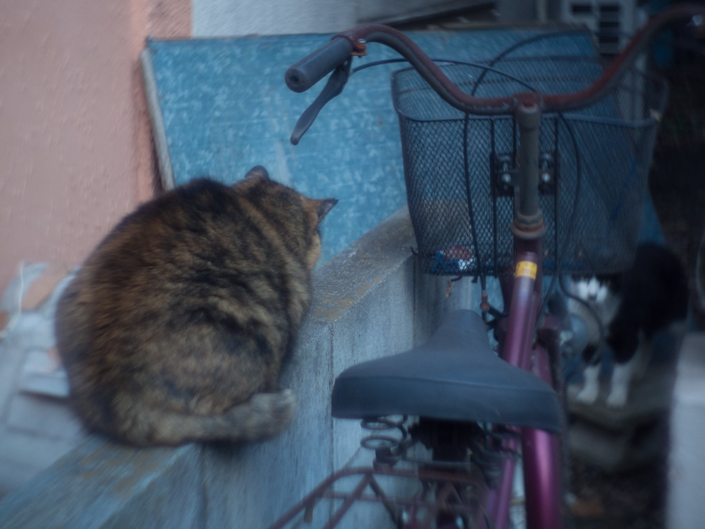 ZUNOW-ELMO Cine 13mm F1.1で猫を撮る - マクロ☆スタイル