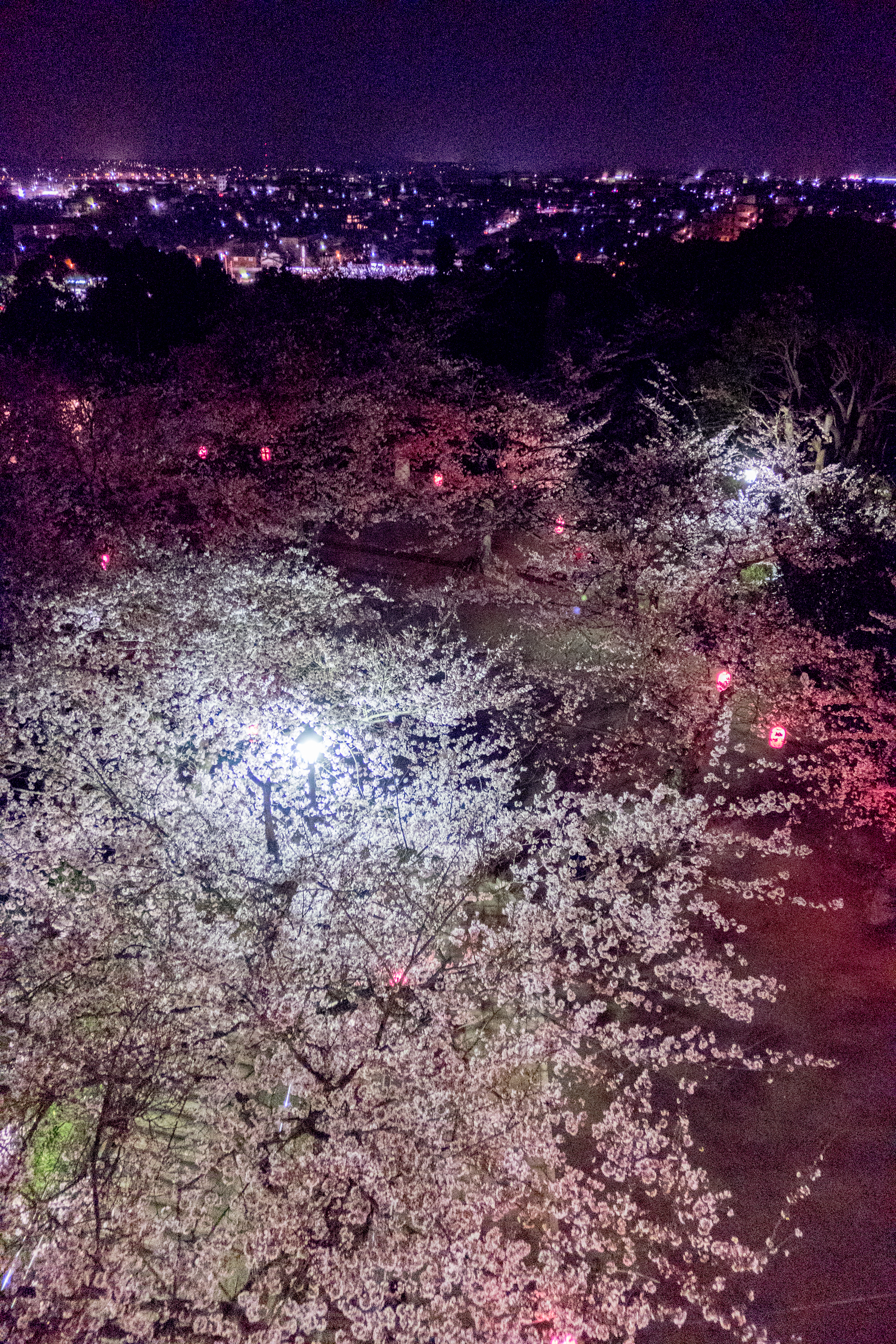 木更津 太田山公園で夜桜を楽しむ | Digital Life Innovator