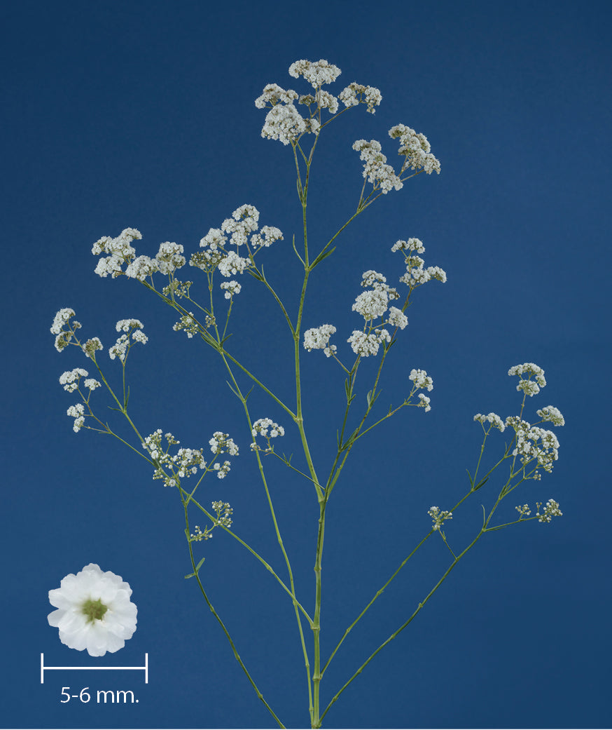 Gypsophila – Farmer Bailey Inc.