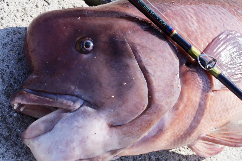 CANARIA610M(カナリア610ミディアム) - Fin‐ch