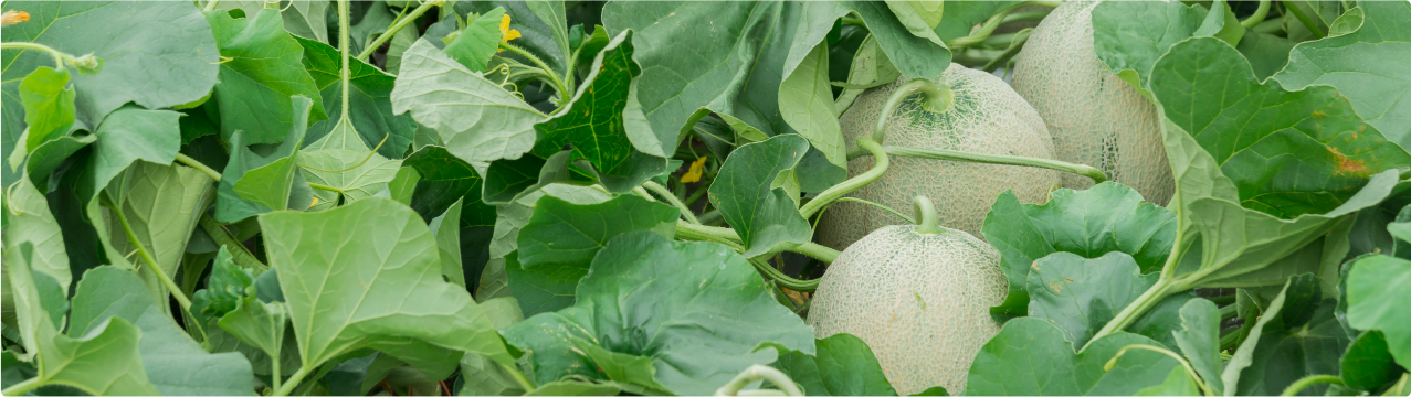 WEBサイトリニューアル記念 フルフルセット限定発売! - FURUFURU labo