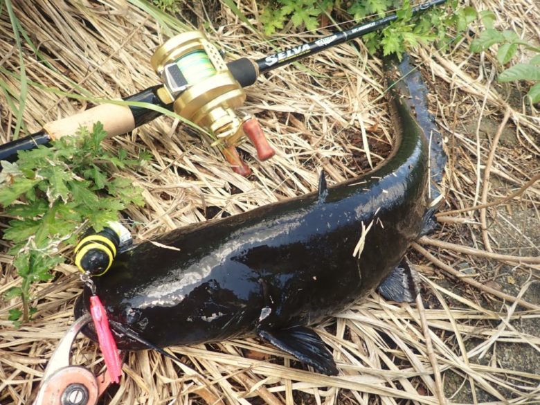 メジャークラフト セルヴァを実釣インプレッション！【ナマズ用ルアー