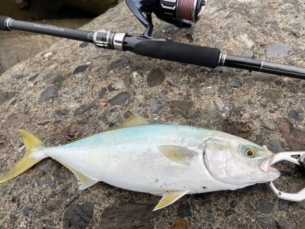 シマノ エンカウンターで青物狙いのショアジギング 特徴・番手選びを